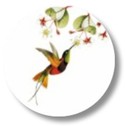 Sluitsticker jungle kolibri bloem