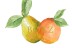 Geboortekaartje peer en citrus